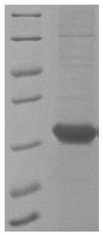 SDS-PAGE RCVRN-2765H.jpg